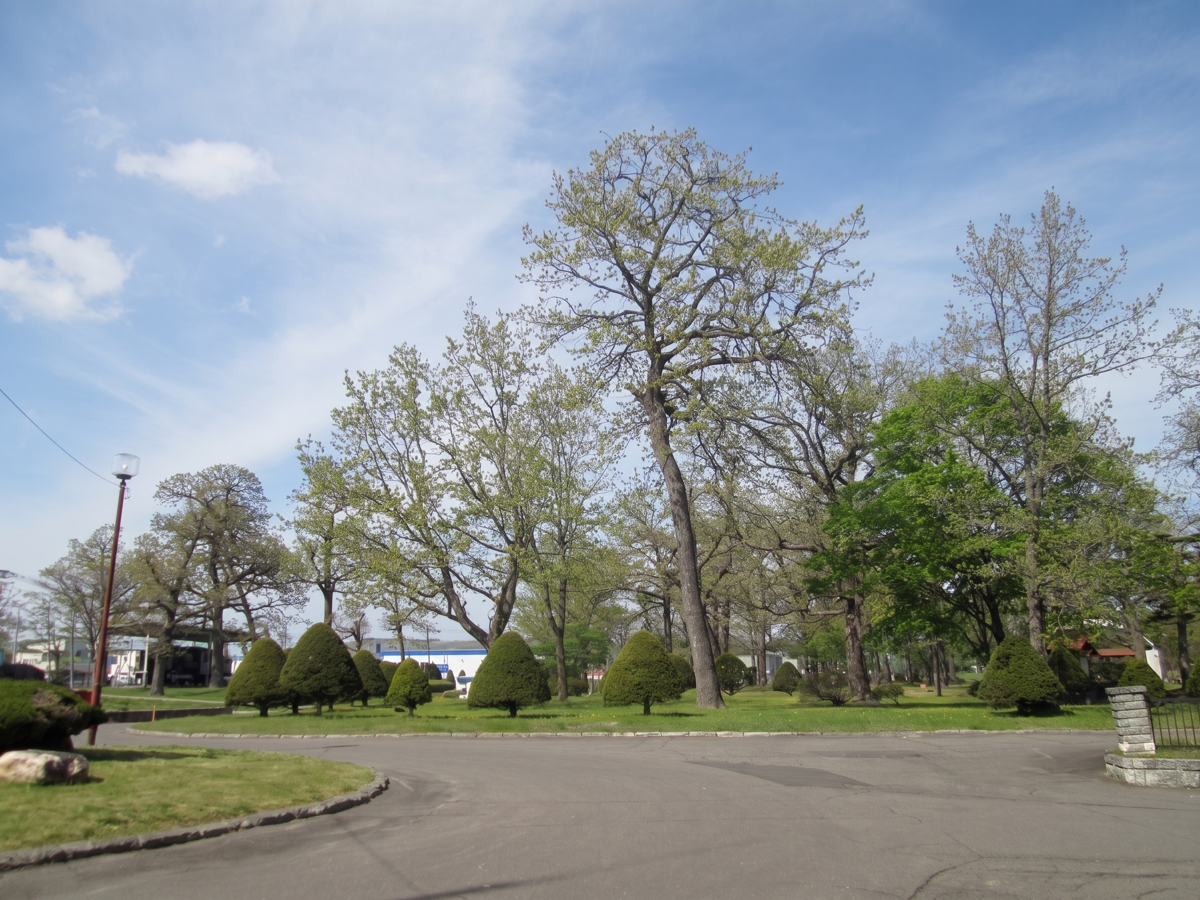 地域の公園や敷地に立つ木々の風景